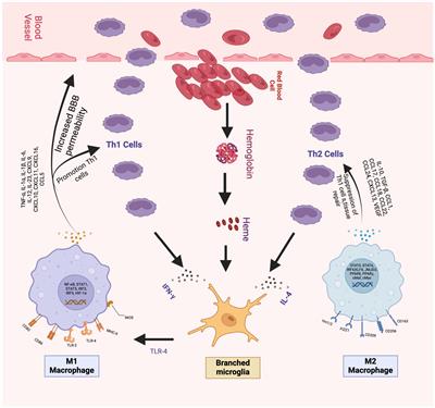 Hypothermia and temperature modulation for intracerebral hemorrhage (ICH): pathophysiology and translational applications